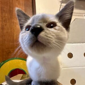 Meet your Posher, Molly